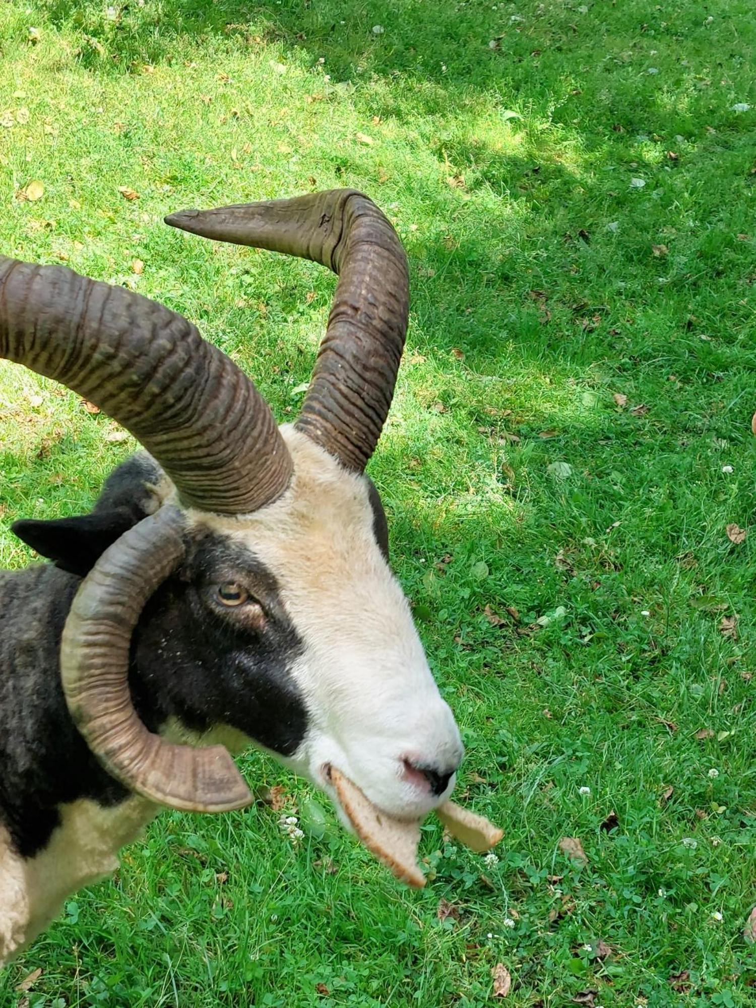 Glamping Jurta Na Farme Karlovy Vary