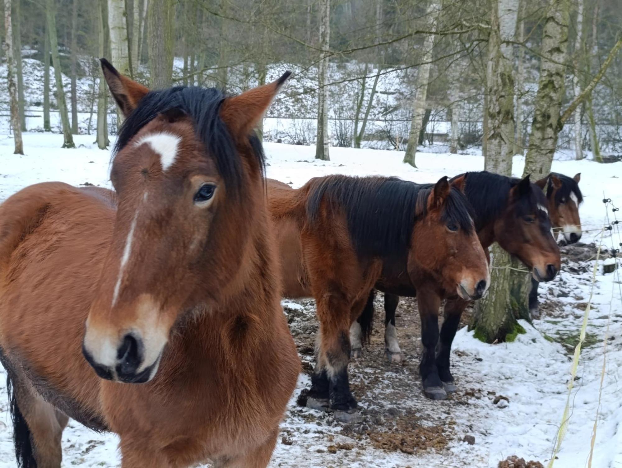 Jurta Na Farme Karlovy Vary